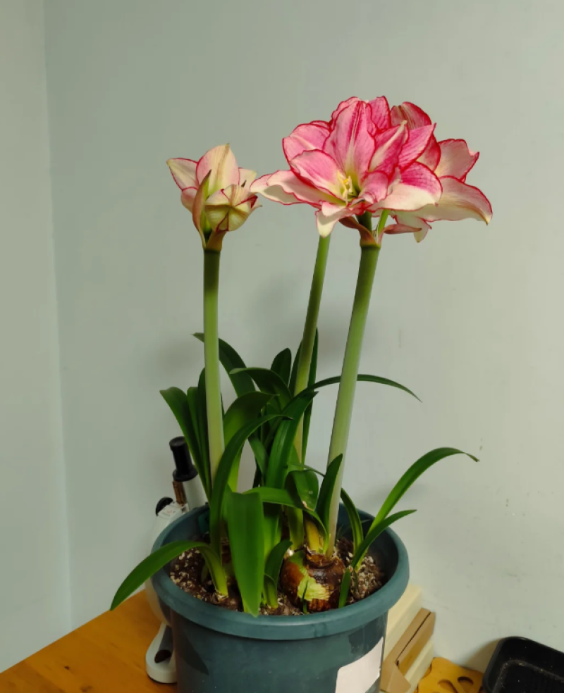 朱顶红安瑞雅多年生球根花卉庭院阳台种植