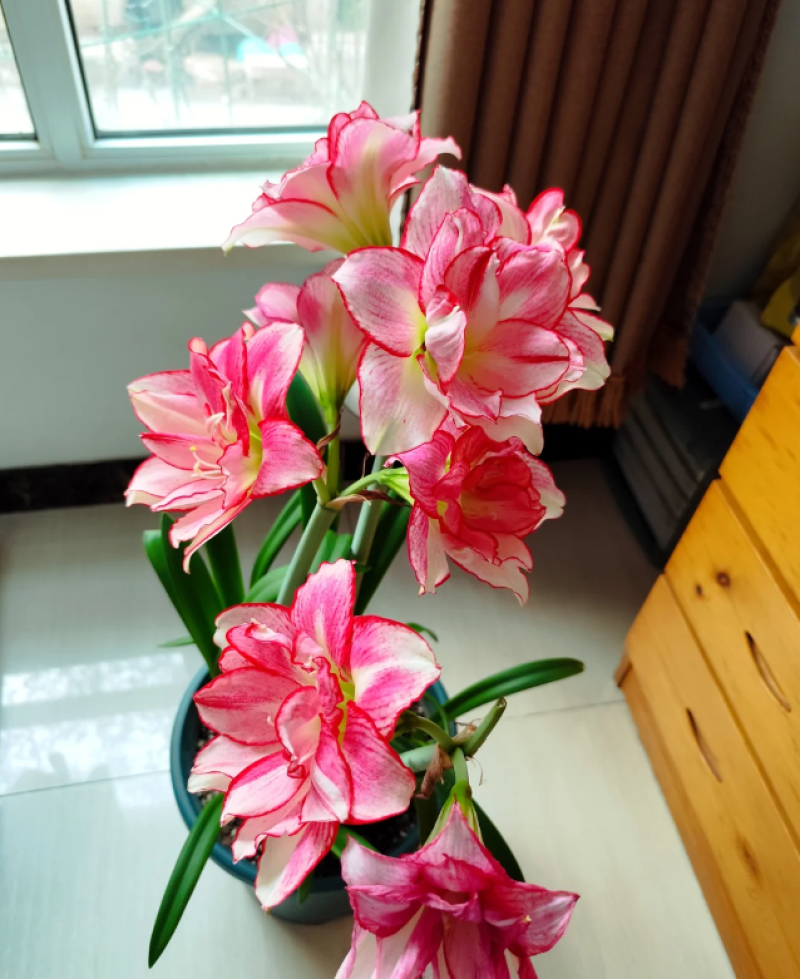 朱顶红安瑞雅多年生球根花卉庭院阳台种植