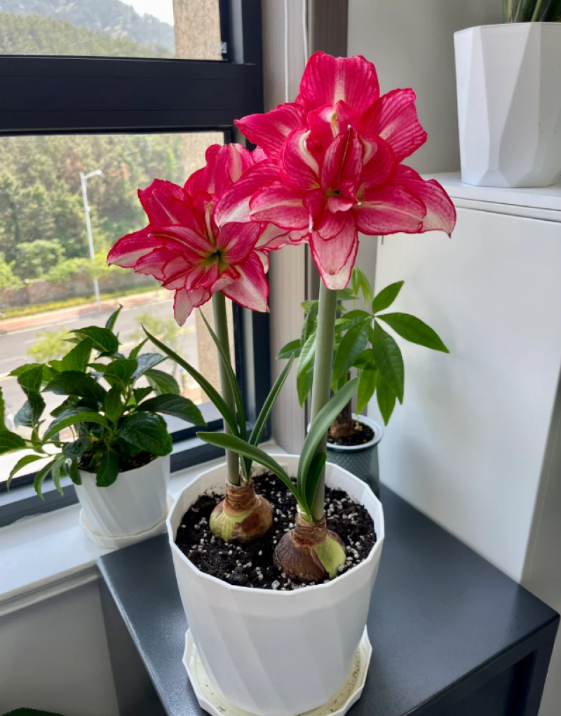朱顶红安瑞雅多年生球根花卉庭院阳台种植