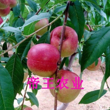 珍珠枣油桃苗嫁接桃树苗离核脆甜