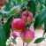 珍珠枣油桃苗嫁接桃树苗离核脆甜