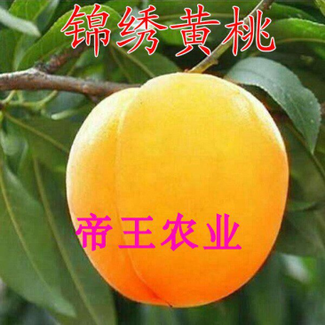 嫁接黄桃树苗锦绣黄桃苗