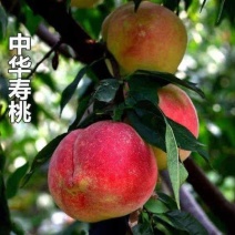 中华寿桃苗晚熟新品种现挖现发品种纯正