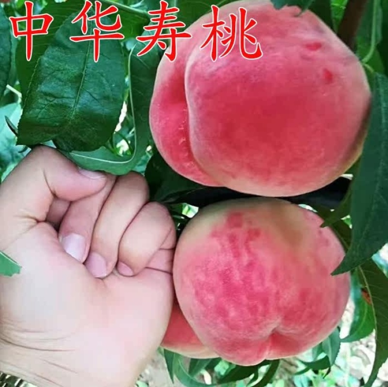 中华寿桃苗晚熟新品种现挖现发品种纯正