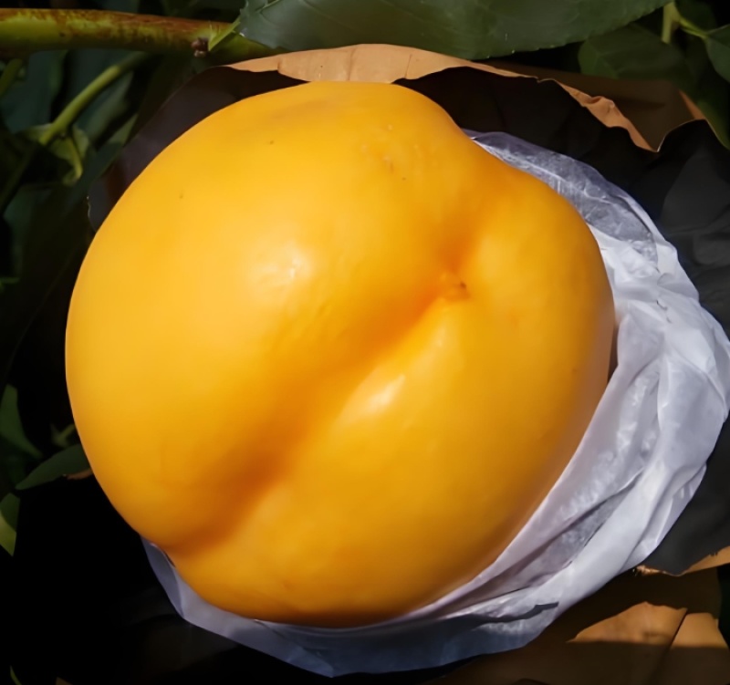 嫁接桃树苗金香妃黄巨油油桃树苗黄金油桃苗