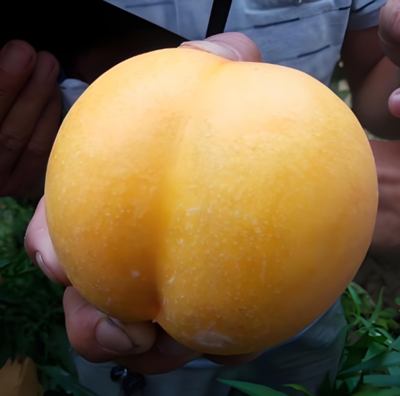 嫁接桃树苗金香妃黄巨油油桃树苗黄金油桃苗