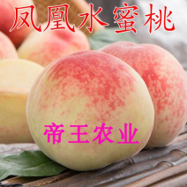 水蜜桃树苗凤凰水蜜桃苗嫁接桃苗果树苗