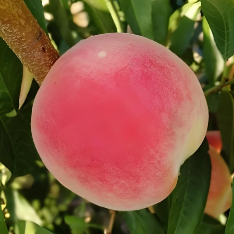 晚熟冬桃苗可以储存到春节秋甜桃苗南北方种