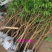 晚熟冬桃苗可以储存到春节秋甜桃苗南北方种