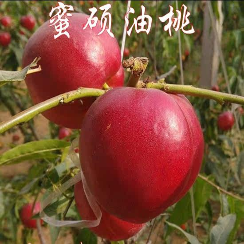 蜜硕油桃苗嫁接桃树苗南方北方种植大果黄肉油桃苗