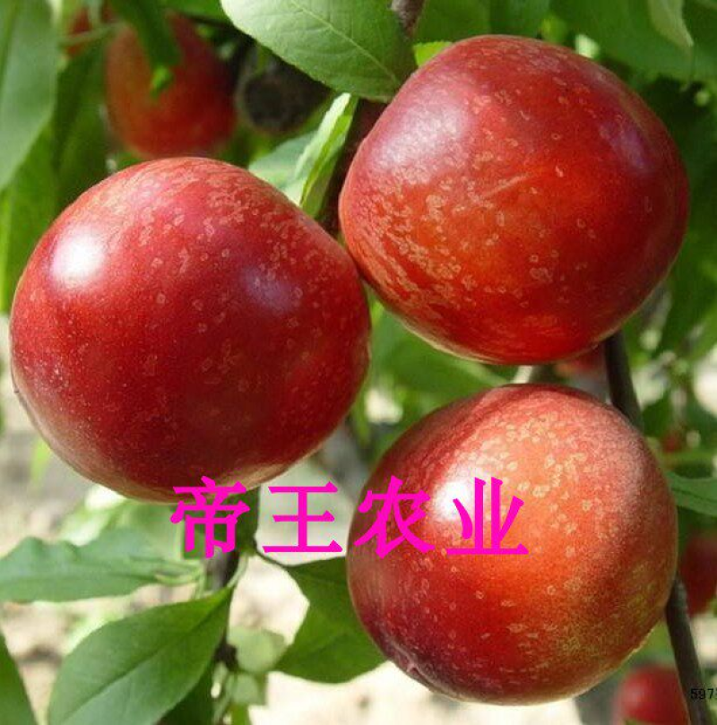 蜜硕油桃苗嫁接桃树苗南方北方种植大果黄肉油桃苗