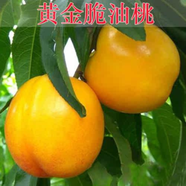 嫁接黄金脆油桃苗黄油桃树苗黄金油桃苗