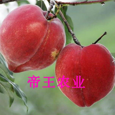 嫁接中华血桃苗猪血桃苗春雨红肉血桃树苗