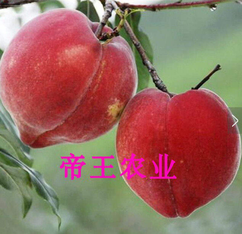 嫁接中华血桃苗猪血桃苗春雨红肉血桃树苗