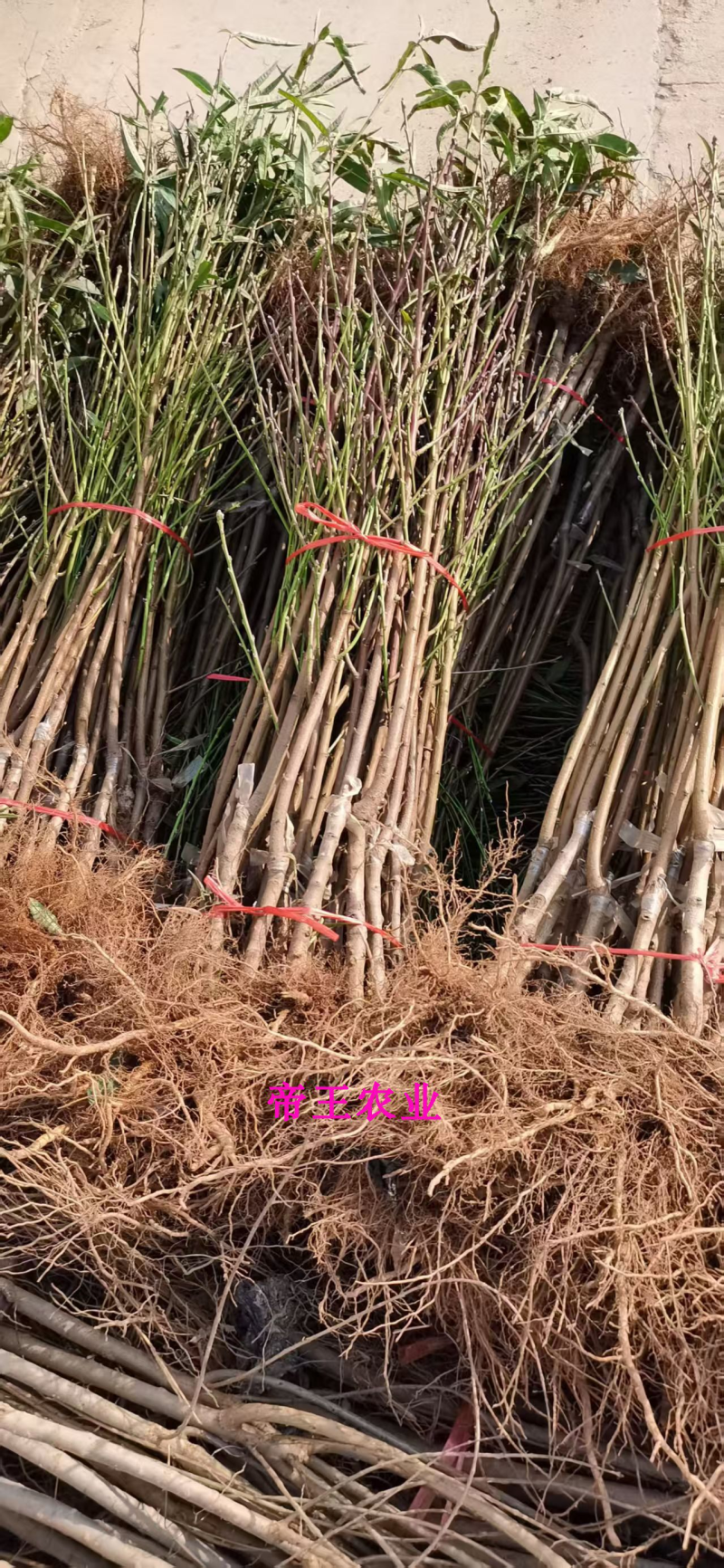 嫁接瑞蟠21桃苗嫁接桃树苗黄毛蟠苗黄金蟠桃苗