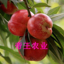 嫁接世纪之星油桃苗黄肉甜油桃早熟油桃苗