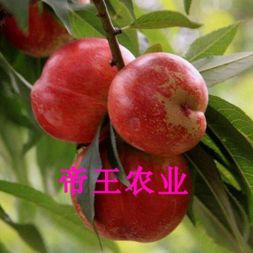 嫁接世纪之星油桃苗黄肉甜油桃早熟油桃苗