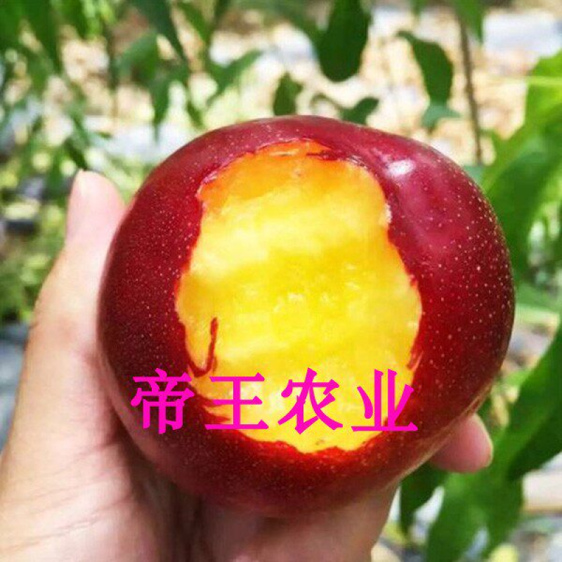 嫁接世纪之星油桃苗黄肉甜油桃早熟油桃苗