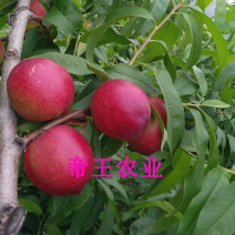 嫁接黄金518油桃苗特早熟黄肉油桃树苗现挖现发