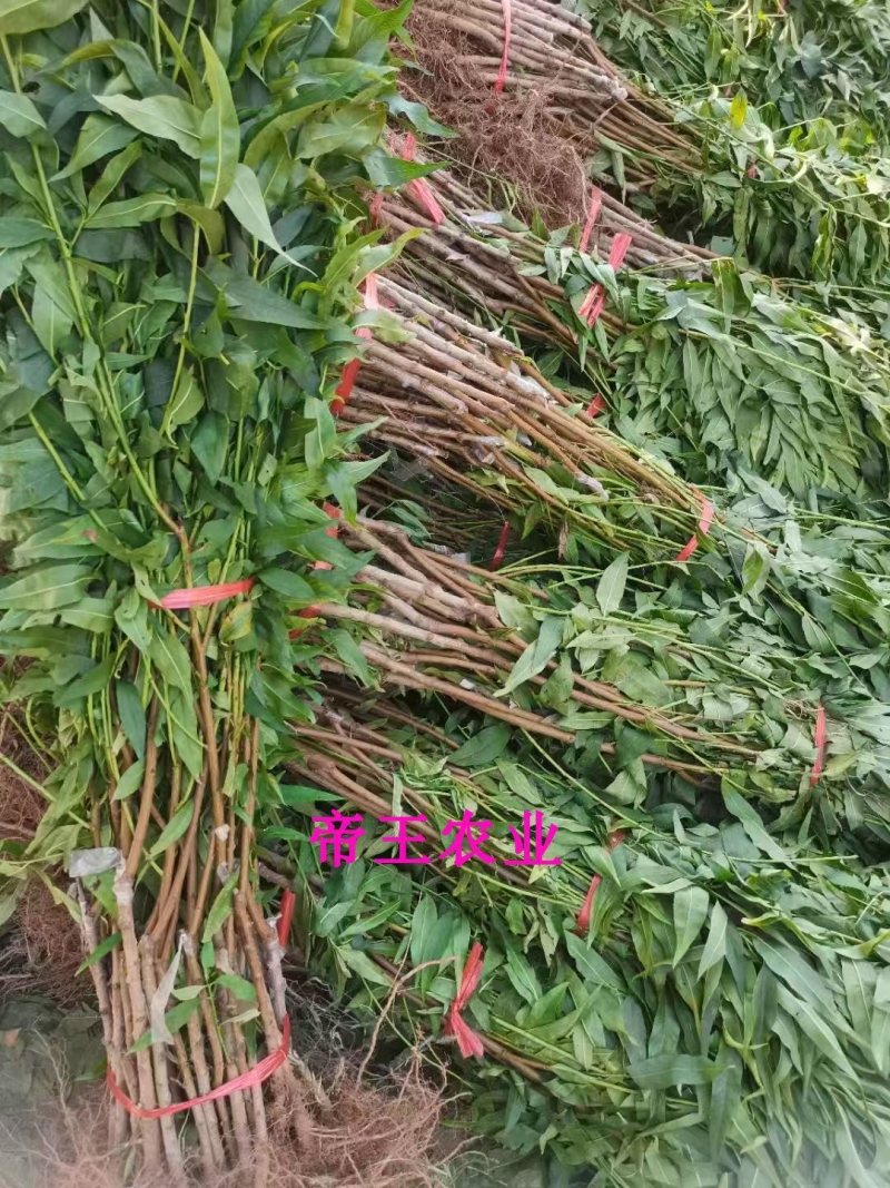 嫁接黄金蜜4号桃苗黄桃苗新品种现挖苗现发