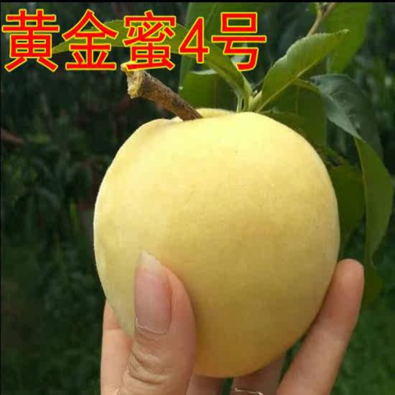 嫁接黄金蜜4号桃苗黄桃苗新品种现挖苗现发
