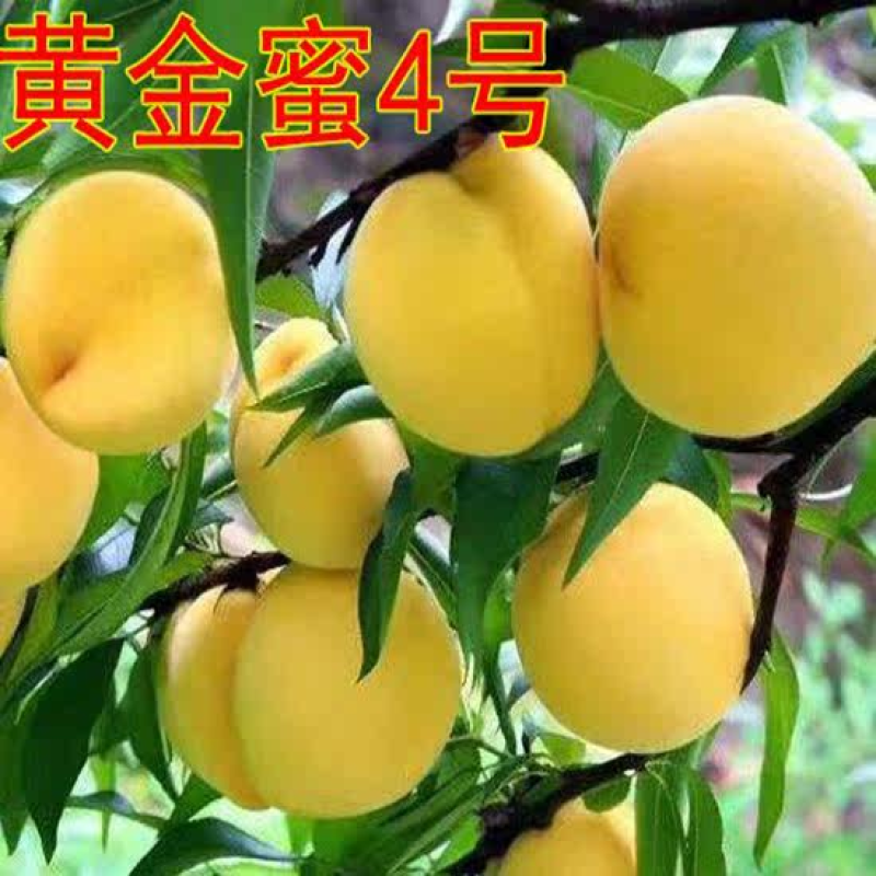 嫁接黄金蜜4号桃苗黄桃苗新品种现挖苗现发