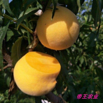 黄桃苗黄金蜜1号0号黄金蜜苗嫁接苗早熟品种