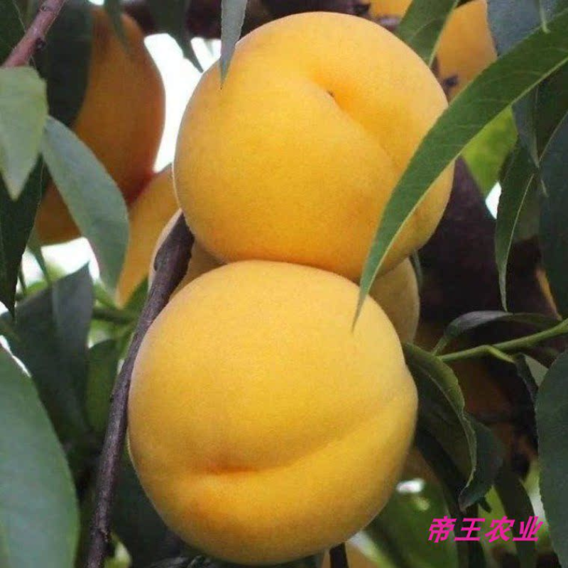 黄桃苗黄金蜜1号0号黄金蜜苗嫁接苗早熟品种