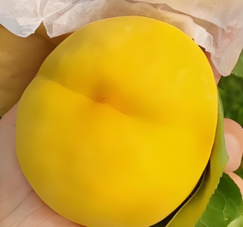 嫁接桃树黄金蜜3号5号黄桃苗黄金蜜桃苗大果香脆甜