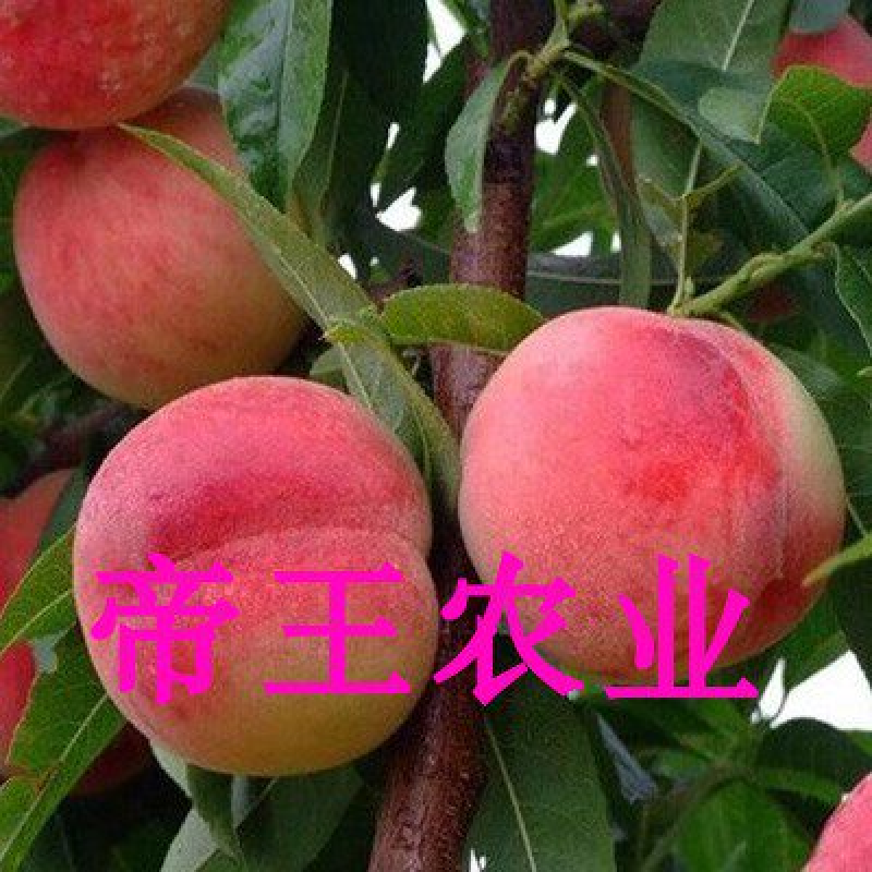 嫁接果树苗超早熟桃树苗新品种五月红巨王桃现挖苗发货