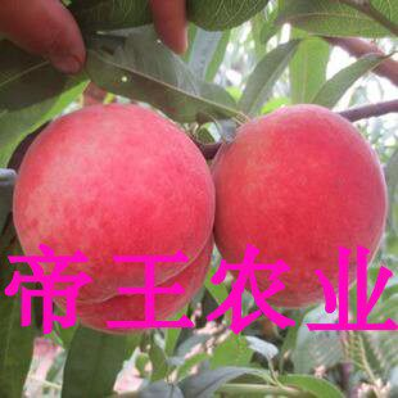 嫁接果树苗超早熟桃树苗新品种五月红巨王桃现挖苗发货
