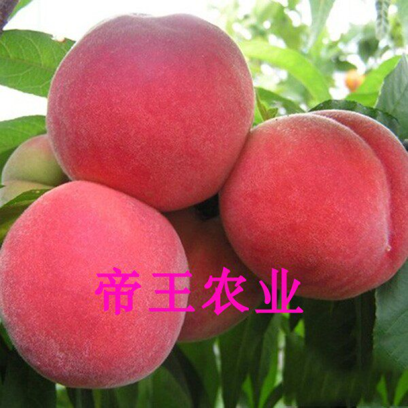 嫁接果树苗超早熟桃树苗新品种五月红巨王桃现挖苗发货
