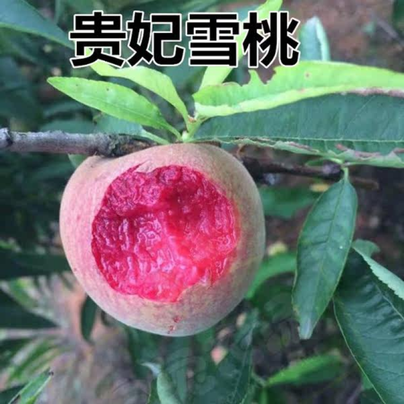 嫁接血桃树苗贵妃血桃苗嫁接果树苗现挖现发