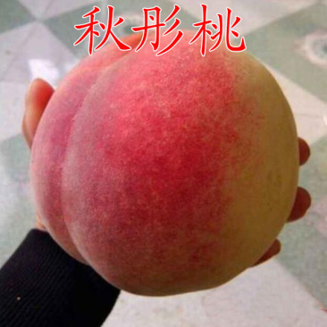 秋彤桃苗嫁接桃树苗基地直销现挖现发