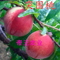突围桃苗嫁接桃树苗早熟品种现挖苗发货