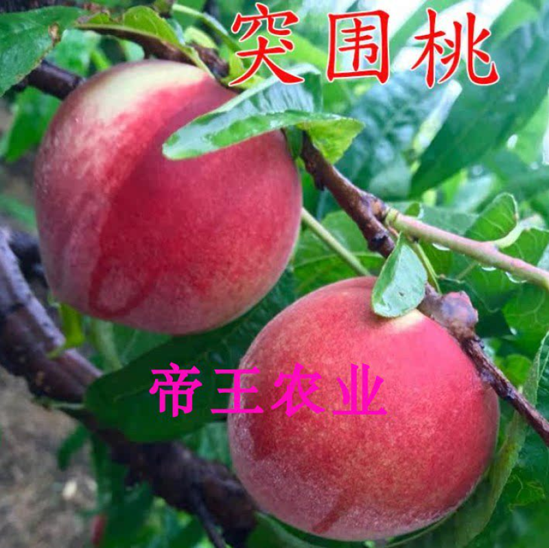 突围桃苗嫁接桃树苗早熟品种现挖苗发货