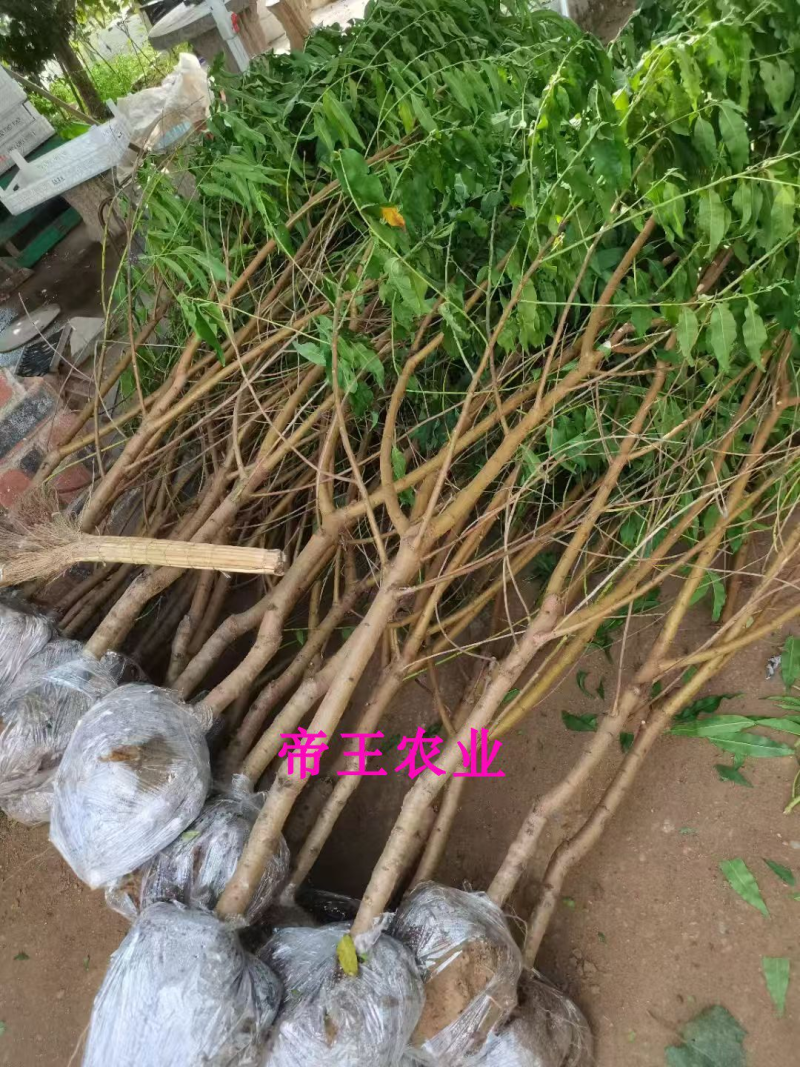 嫁接桃树苗早熟桃苗新晓蜂蜜糖桃苗甜桃糖桃苗
