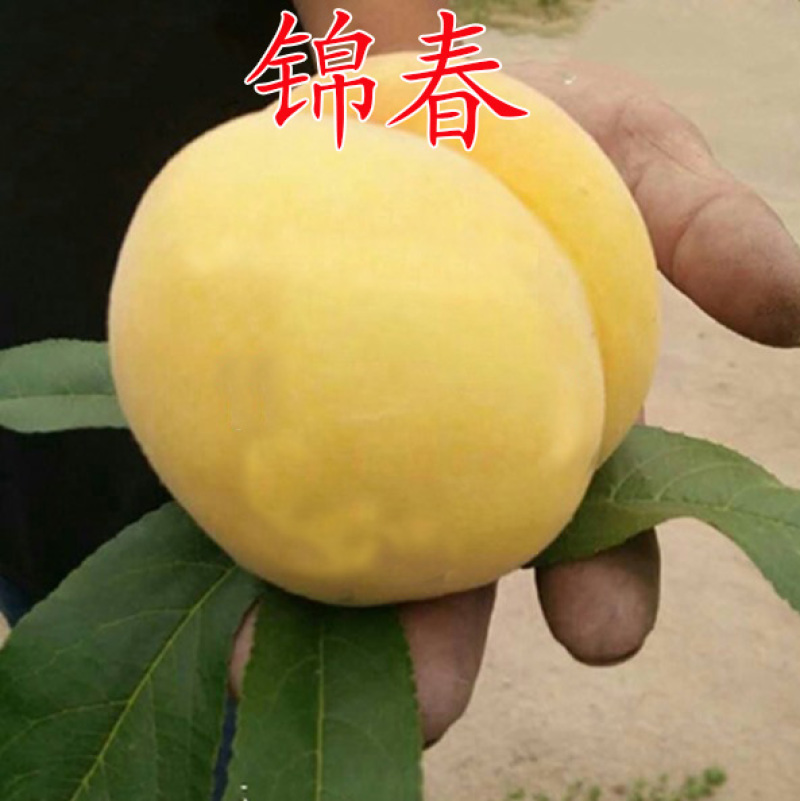 嫁接桃树苗早熟黄桃苗锦春黄桃苗基地直销现挖苗发货