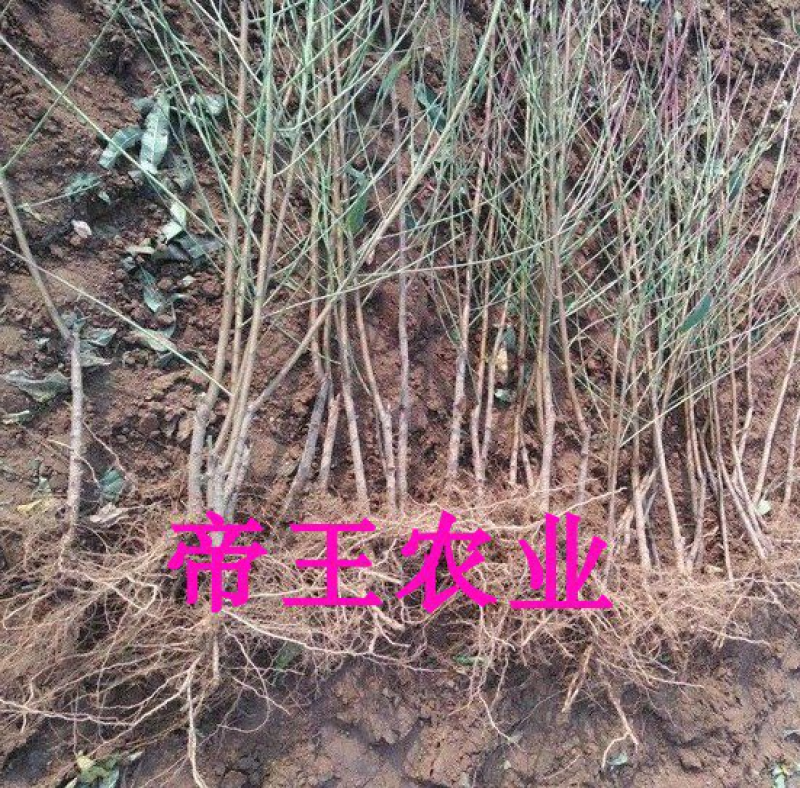 嫁接桃树苗早熟黄桃苗锦春黄桃苗基地直销现挖苗发货