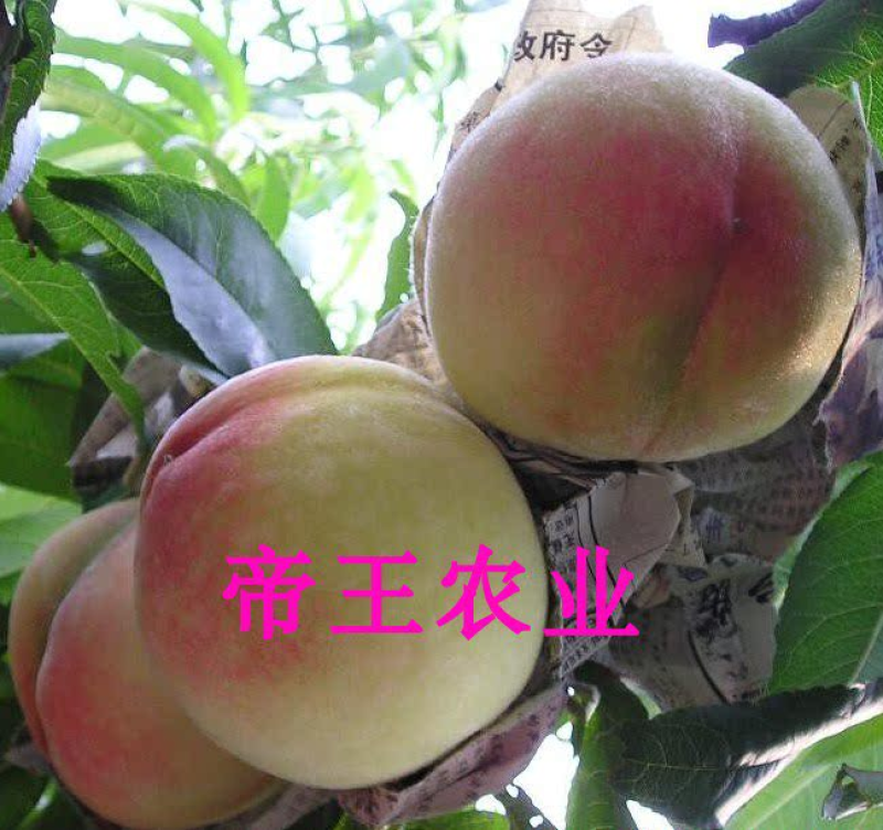 阳山水蜜桃苗雨花露湖景蜜露嫁接果树苗