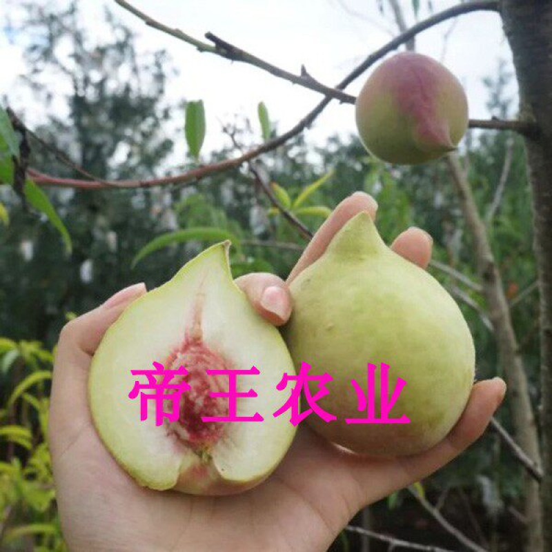 鹰嘴蜜桃苗嫁接桃树苗南北方种植水果苗