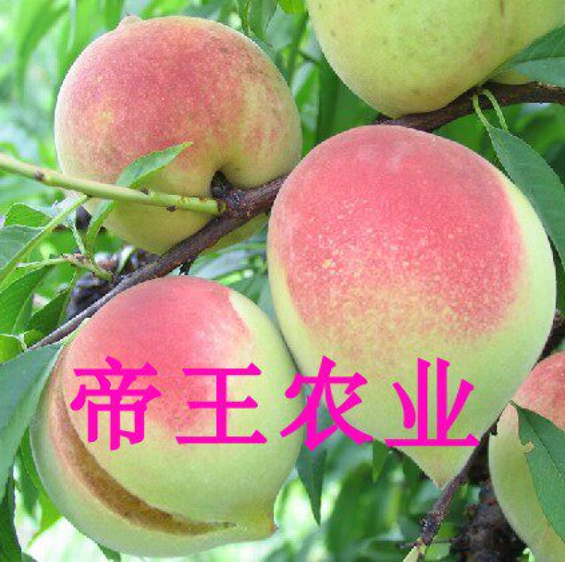 鹰嘴蜜桃苗嫁接桃树苗南北方种植水果苗