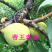 鹰嘴蜜桃苗嫁接桃树苗南北方种植水果苗