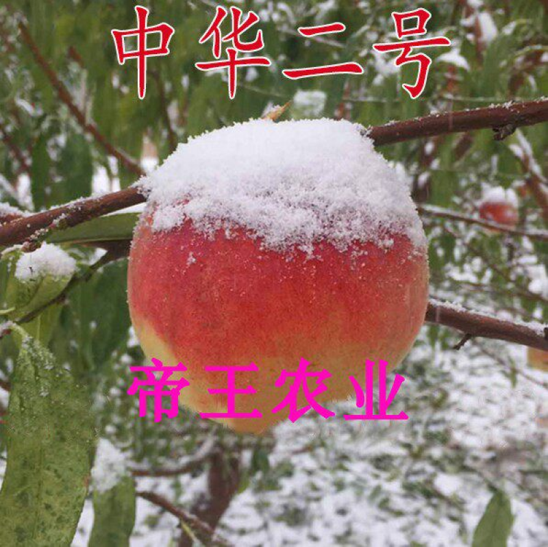 中华二号冬桃苗晚熟桃大果脆甜冬桃树苗