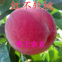 果树苗红不软桃苗嫁接桃树苗基地直销现挖现发