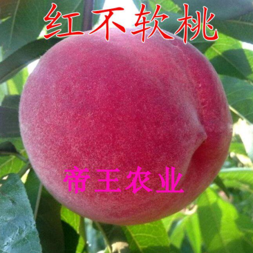 果树苗红不软桃苗嫁接桃树苗基地直销现挖现发