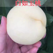 嫁接桃树苗白如玉桃苗白桃树苗基地直销现挖现发