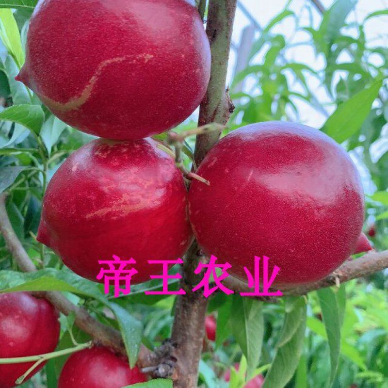 嫁接未来1号油桃苗甜油桃树苗1号特早熟黄肉现挖现发
