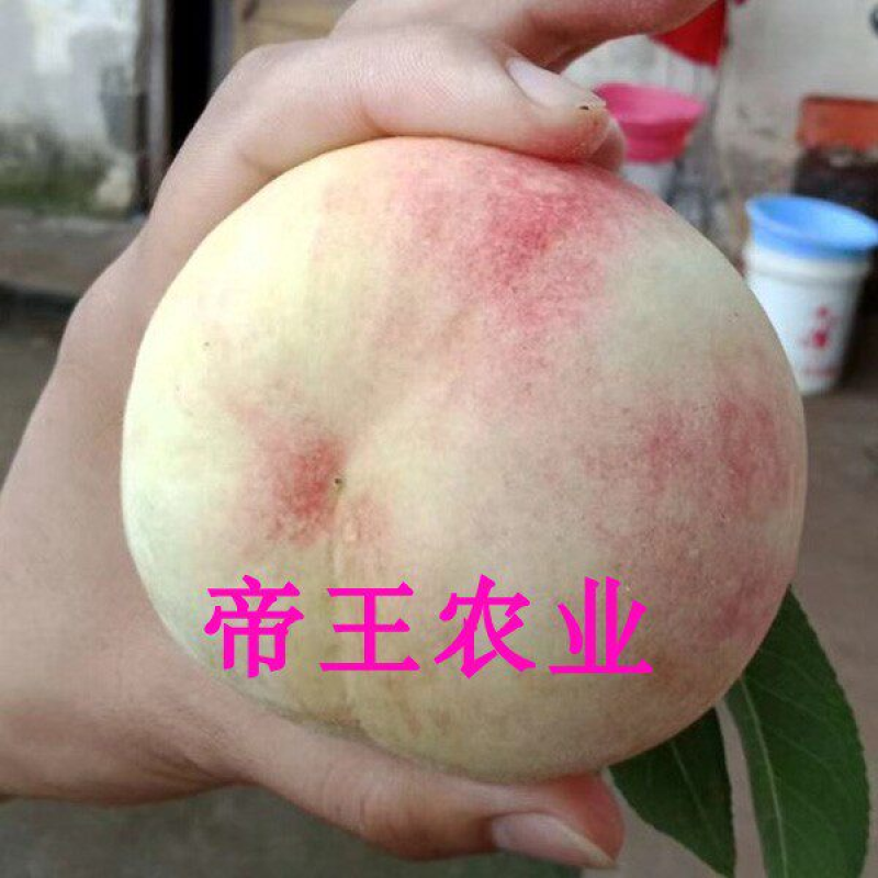 秋白桃苗嫁接桃树苗银白桃苗南北方果树苗