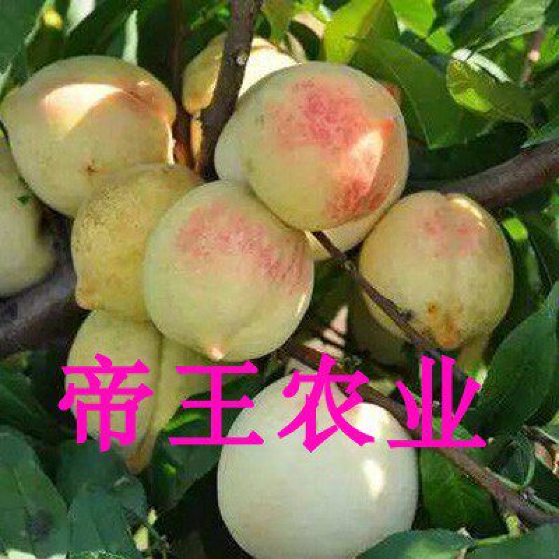 秋白桃苗嫁接桃树苗银白桃苗南北方果树苗